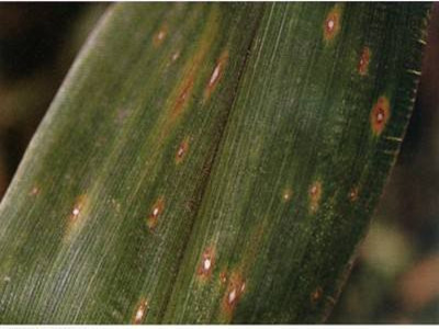 玉米弯孢叶斑病的防治