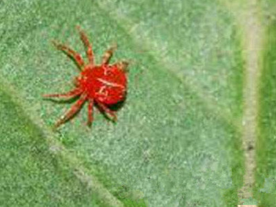 玉米红蜘蛛和蚜虫的防治