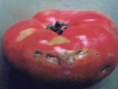番茄乙烯利药害的防治