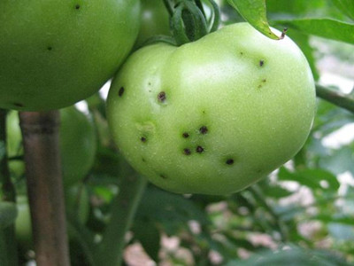 番茄生理性卷叶病