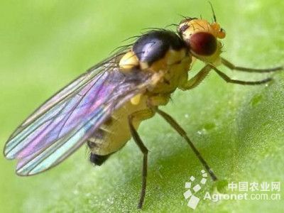 黄瓜蚜虫和斑潜蝇的防治