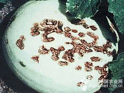 甜瓜细菌性果斑病的防治