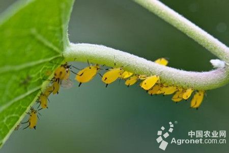 花椰菜蚜虫的防治