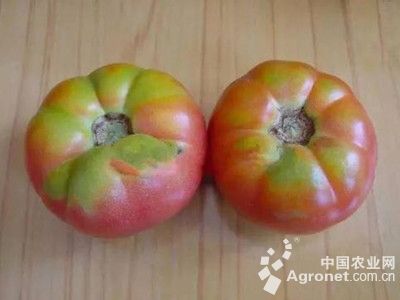 番茄着色不均匀的防治
