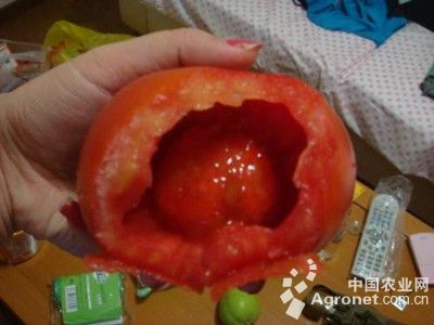 西红柿“空心果”的防治