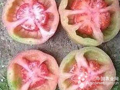 番茄生理性卷叶