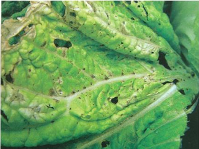 白菜的细菌性叶斑病