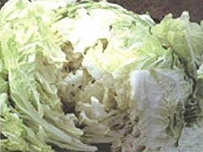 芥菜细菌性叶斑病的防治