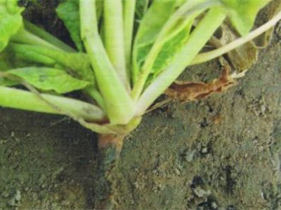 菠菜潜叶蝇的防治