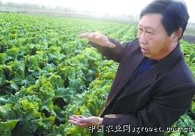 平武淮山种植技术