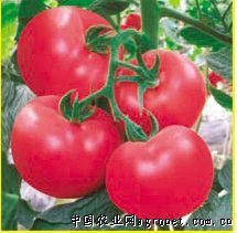 宝石捷5号番茄亩产多少斤