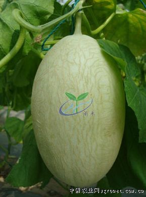 白皮黄瓜种植技术和管理