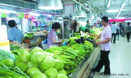 北京大白菜价格