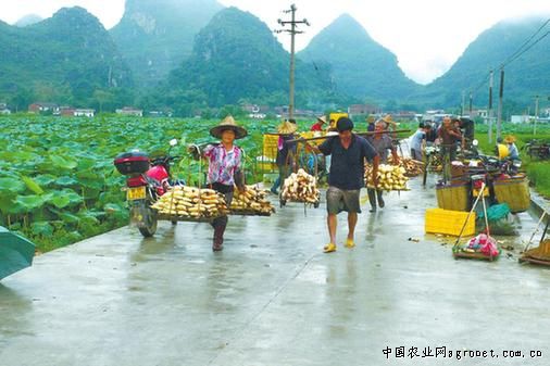 越南紫薯种植