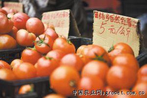 粉太郎西红柿
