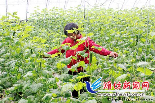 北京小白菜种子
