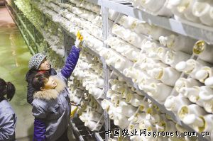 黑龙江：汤原大棚香菇漂洋过海销往韩国