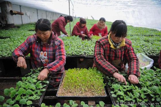 西峡县香菇产业发展