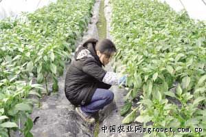 龙香芋育种技术