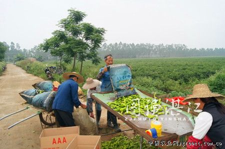 绿宝瓜种植技术