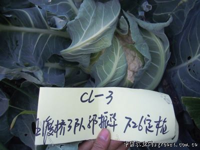 荔浦芋头种植方法