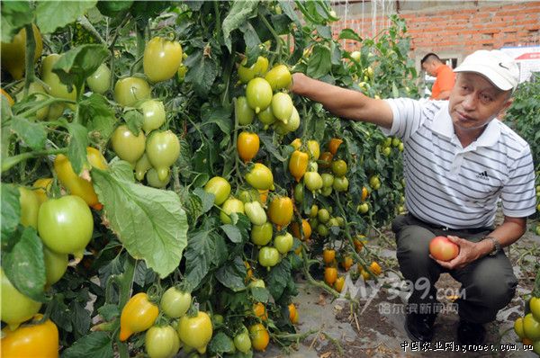 贵州锦屏：合作社里搭建蔬菜大棚