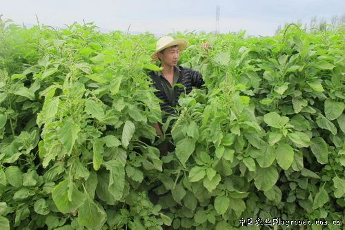 临沂四家蔬菜合作社成为上海首批外延蔬菜生产基地