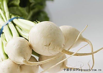 苏州青白菜种子公司
