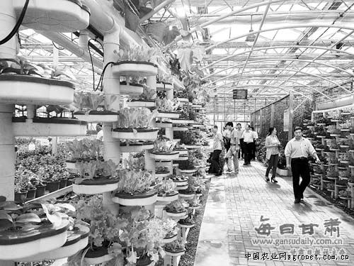 北京小杂60白菜产地价格