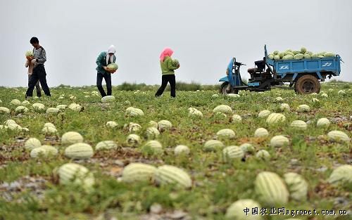 天津部分蔬菜批发价下降5成 “向前葱”每公斤1.3元