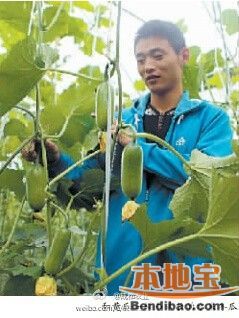 京科糯2000玉米病虫害及防治