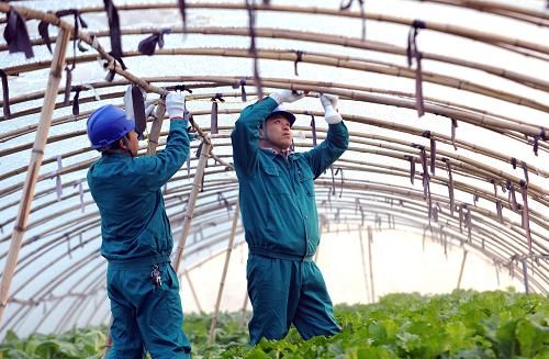 胶州大白菜种植技术播种时间
