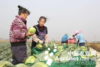 重庆茶树菇生产基地