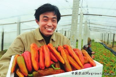 北京新三号大白菜种子