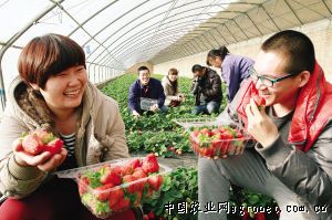 新疆大粉西红柿种子