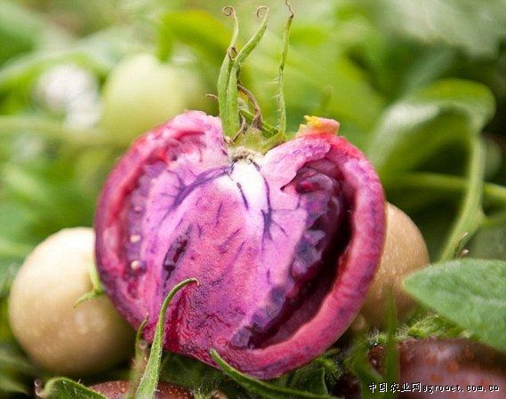 长寿仁豌豆种植技术 云南