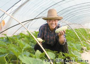 韩国白雪萝卜加工技术