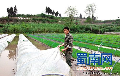京科糯200o玉米种子