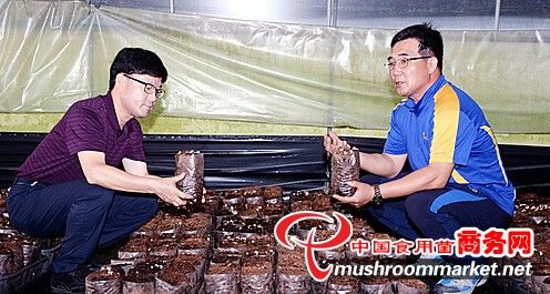 华颂33土豆施肥技术