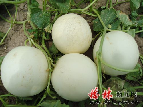 北京3号大白菜种子