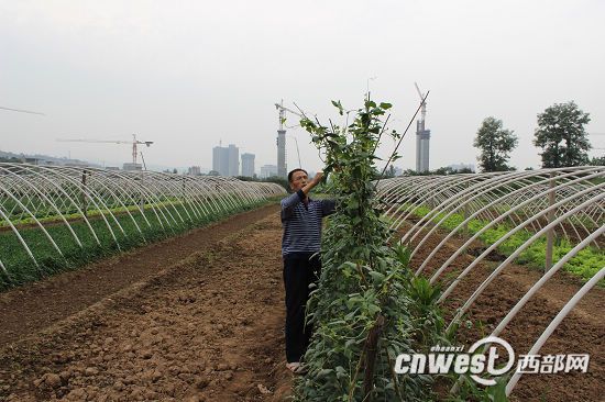 东莞厚街：农技专家指导菜农培育管理蔬菜（图）
