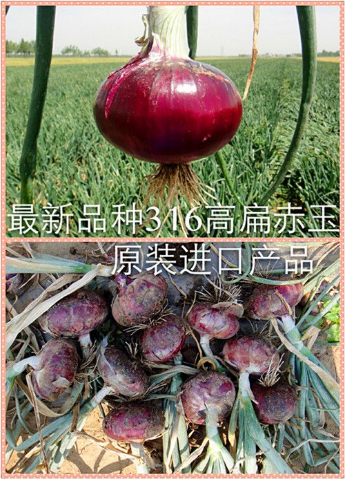 大紫红莲藕病虫害防治