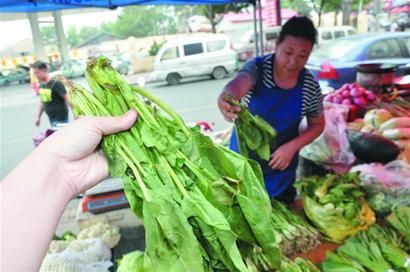 贝贝南瓜育苗种子价格多少钱一斤
