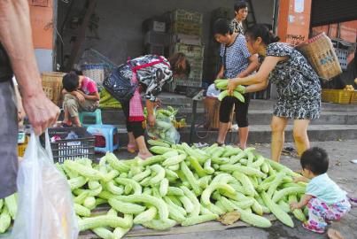 北京香菜种子批发商