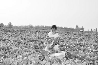 贵州紫薯种植基地
