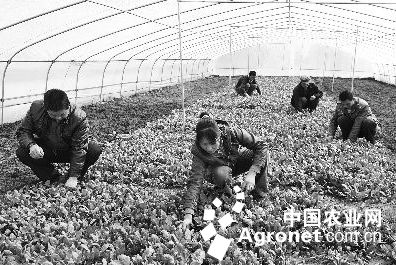 内蒙古土豆种植基地