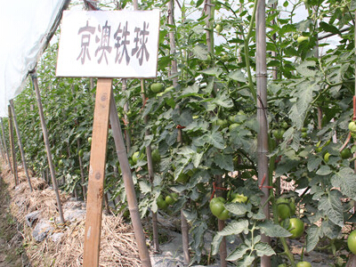 新一红西红柿种植技术