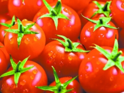 粉贝儿西红柿施肥技术