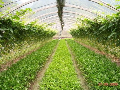 以色列西红柿种子如何培育