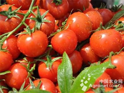 圣罗兰系列西红柿加工厂